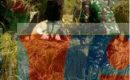 Babinsa Limapuluh Laksanakan Kegiatan Panen Padi