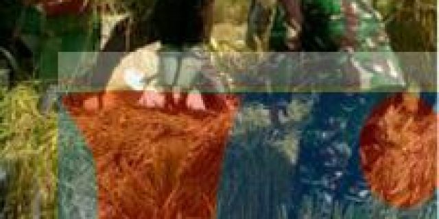 Babinsa Limapuluh Laksanakan Kegiatan Panen Padi
