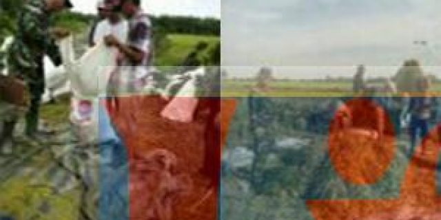 Babinsa Panai Hilir Panen Padi Bersama Petani