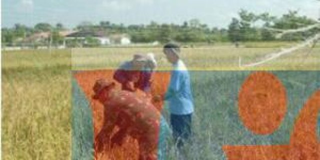 Babinsa Koramil 09/Negeri Lama Dampingi Petani Panen Padi