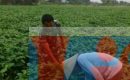 Babinsa Koramil 06/Lubuk Pakam Dampingi Petani Rawat Kedelai