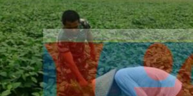 Babinsa Koramil 06/Lubuk Pakam Dampingi Petani Rawat Kedelai