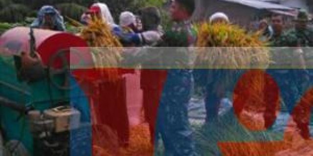 Babinsa dan PPL Dampingi Petani Panen Padi di Kecamatan Biru Biru