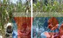 Anggota Koramil 04/Biru Biru Laksanakan Panen Jagung Bersama Petani