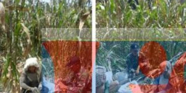 Anggota Koramil 04/Biru Biru Laksanakan Panen Jagung Bersama Petani
