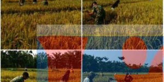 Babinsa Koramil 15/Pangkalan Susu Dampingi Petani di Sawah Panen Padi