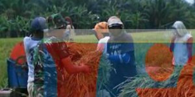 Babinsa Koramil 13/ Tebing Tinggi Dampingi Petani Panen Padi