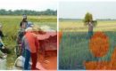 Babinsa 04/Biru Biru Dampingi Petani Penin Padi Disawah