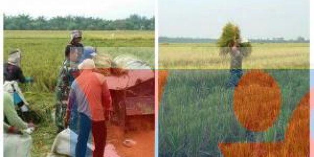 Babinsa 04/Biru Biru Dampingi Petani Penin Padi Disawah