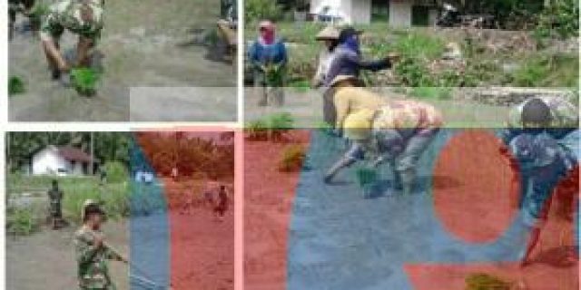 Babinsa Koramil 11/PRP Dampingi Petani Tanam Padi