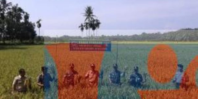 Babinsa Koramil 04/Labuhan Bilik Turun Kesawah Dampingi Petani