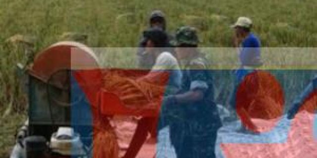 Babinsa Koramil 02/Bandar Kalipah Dampingi Petani Penen Padi