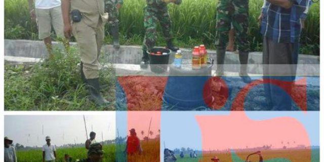 Kodim 0203/LKT Bantu Petani Basmi Hama Padi