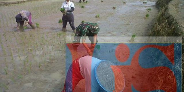 Koramil 06/Perdagangan Dampingi Petani Tanam Padi 