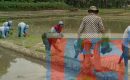 Babinsa Koramil 02 Sunggal Pelda Sutarji Dampingi Petani Menanam Padi