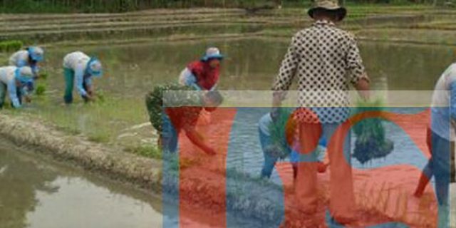 Babinsa Koramil 02 Sunggal Pelda Sutarji Dampingi Petani Menanam Padi