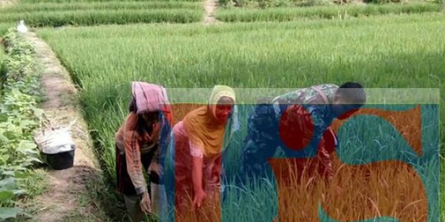 Petani Senang Babinsa Turun kesawah Basmi Hama Keong Mas