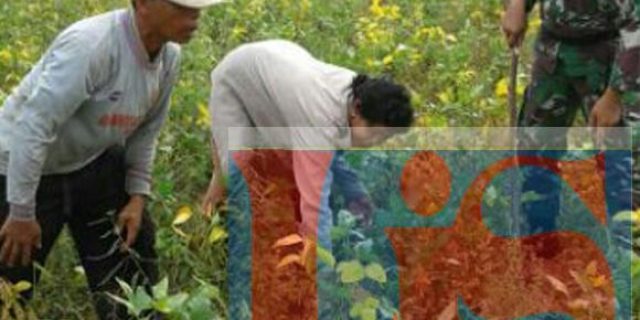 Babinsa Koramil 10/SR Dampingi Petani Panen Kedelai