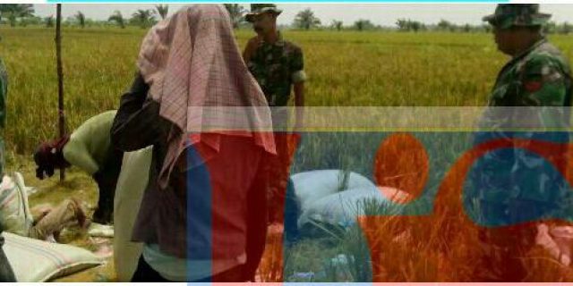 Babinsa 05/Tanjung Tiram Dampingi Petani Panen Padi