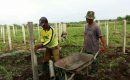 Babinsa dan Petani Pasang Tiang Penyangga Budidaya Buah Naga