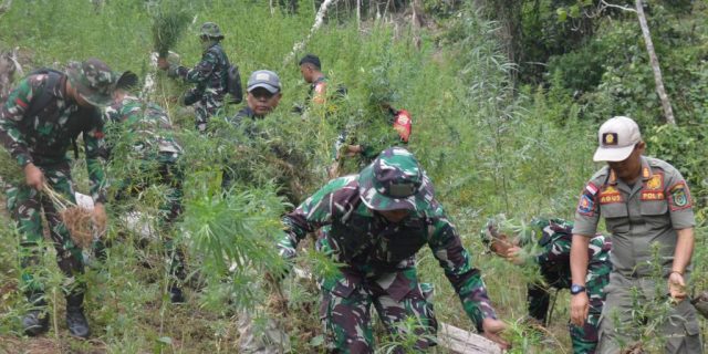 Kodim 0212/Tapsel Musnahkan 3 Hektar Lahan Ganja Kodim 0212/Tapsel Musnahkan 3 Hektar Lahan Ganja