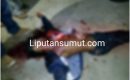 Sadis ! Ayah dan Anak Ditikam di Gunungsitoli, 1 Tewas Ditempat
