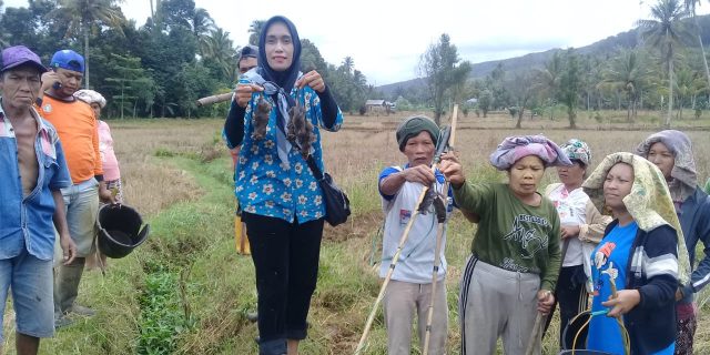 Hama Tikus Serang Ladang Petani, Masyarakat Minta Perhatian Pemerintah
