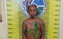 Polres Padangsidimpuan Tangkap Pria Penanam Ganja