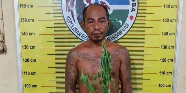 Polres Padangsidimpuan Tangkap Pria Penanam Ganja