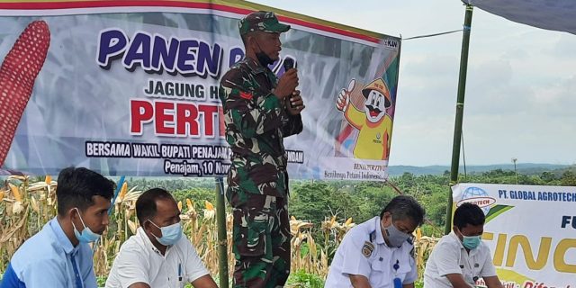Babinsa Koptu Gampang Priyanto Beri Motifasi Kepada Petani Jagung