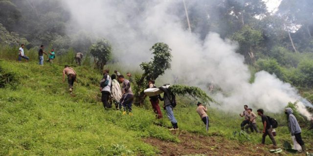 Polisi Bakar 2 Hektar Ladang Ganja di Madina
