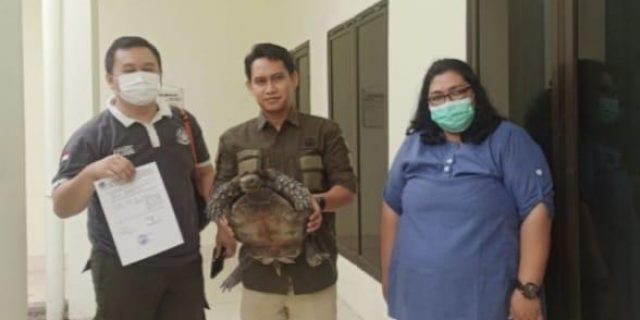 BKSDA Sumut Terima Satu Individu Baning Coklat Penyerahan Warga