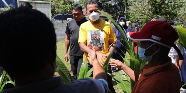 Dorong Swasembada Pangan, Pemprovsu Bagikan Bibit Kelapa Pandan Wangi dan Padi