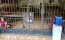 8 Orang Tersangka Kerangkeng di Rumah Bupati Langkat Nonaktif Belum Ditahan, Ini Alasan Polisi