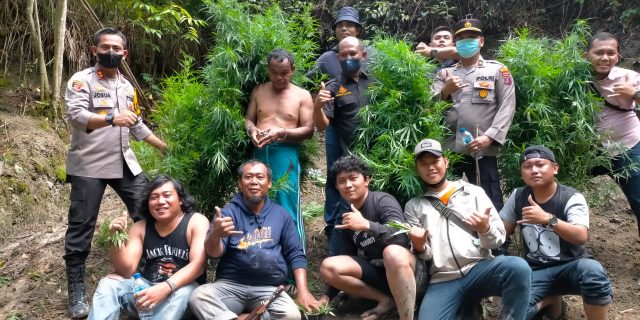 Nekat Nanam Ganja, Petani Cabai Ini Terancam 12 Tahun Penjara