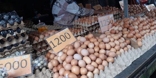 Harga Ayam Potong dan Telur Ayam Kompak Naik