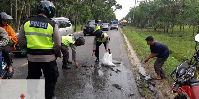 Iptu Eko Sanjaya Bantu Pengendara Motor yang Terjatuh Bawa Ikan Lele