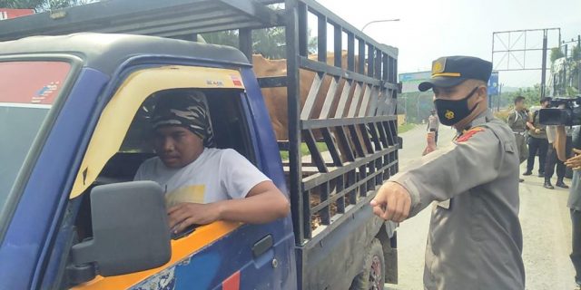 Tak Bawa Surat Sehat, Mobil Pengakut Hewan Ternak Diputar Balik