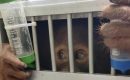 BKSDA Sumut Terima Satu Individu Orangutan Sumatera dari Jabar