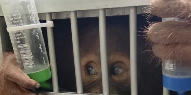 BKSDA Sumut Terima Satu Individu Orangutan Sumatera dari Jabar