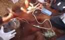 BKSDA Sumut Evakuasi Satu Individu Orangutan dari Areal Perkebunan di Langkat