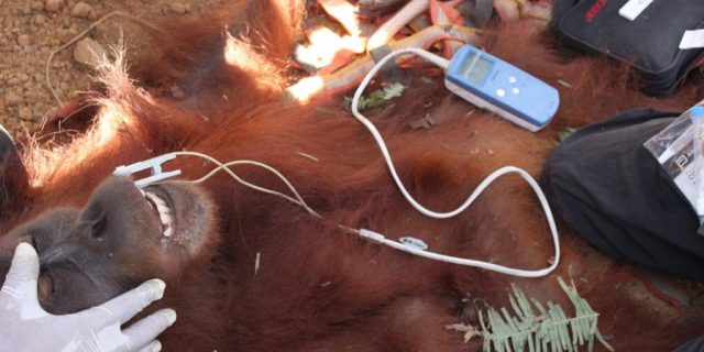 BKSDA Sumut Evakuasi Satu Individu Orangutan dari Areal Perkebunan di Langkat