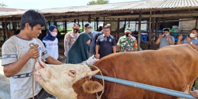12 Sapi Terjangkit PMK Dikarantina