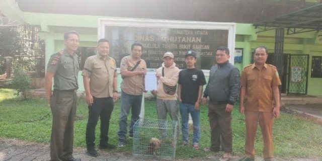 Warga Karo Tebus Elang Bondol yang Hendak Dikonsumsi, Lalu Serahkan ke Petugas