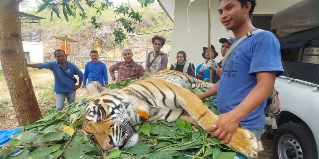 Dua Harimau Sumatera Akan Dilepasliarkan di Taman Nasional Kerinci Hari Ini