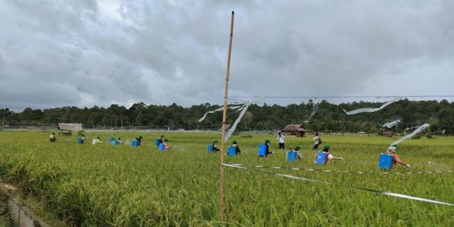 UPT PTPH Cegah Padi Terserang dari Blas dan Kresek di Nias