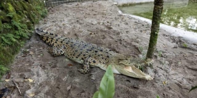 Dua Ekor Buaya Muara Diserahkan Warga ke BKSDA Sumut