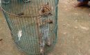 BKSDA Sumut Terima Satu Ekor Kucing Hutan Penyerahan Warga