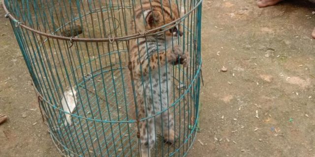 BKSDA Sumut Terima Satu Ekor Kucing Hutan Penyerahan Warga