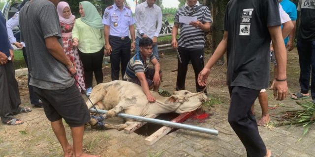 Dishub Kota Medan Sembelih 10 Hewan Kurban, Iswar SSiT MT: Semoga Menjadi Penghapus Dosa Kita